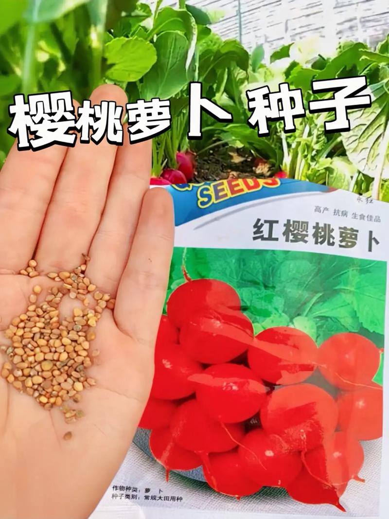 樱桃怎么种植(樱桃怎么种植才甜)-第2张图片-多多自然网 樱桃怎么种植(樱桃怎么种植才甜)-第2张图片-多多自然网
