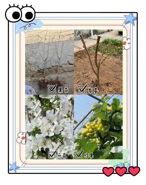 樱桃怎么种植(樱桃怎么种植才甜)-第3张图片-多多自然网 樱桃怎么种植(樱桃怎么种植才甜)-第3张图片-多多自然网