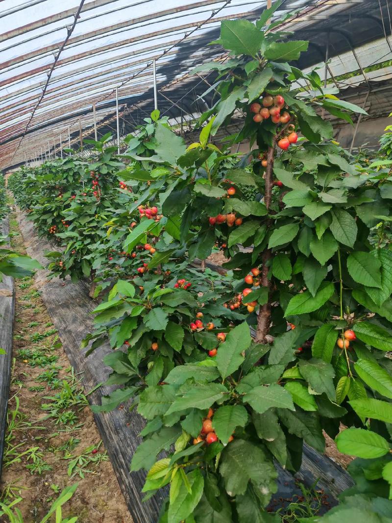 樱桃怎么种植(樱桃怎么种植才甜)-第4张图片-多多自然网 樱桃怎么种植(樱桃怎么种植才甜)-第4张图片-多多自然网