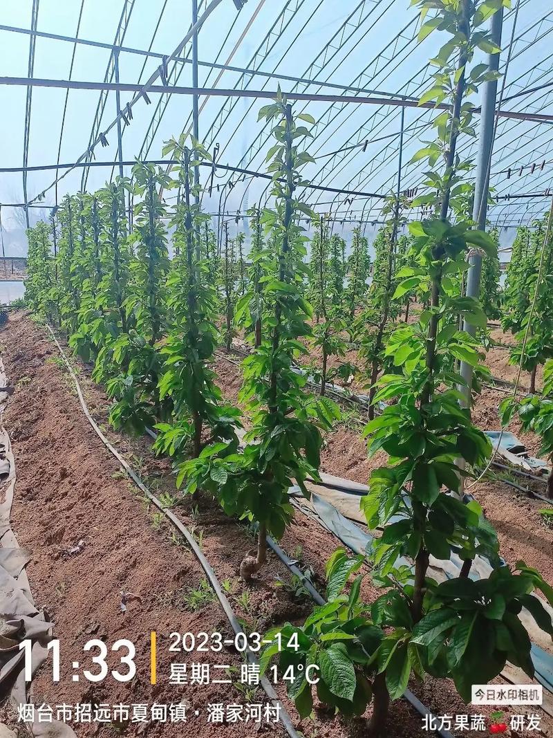 樱桃怎么种植(樱桃怎么种植才甜)-第6张图片-多多自然网 樱桃怎么种植(樱桃怎么种植才甜)-第6张图片-多多自然网