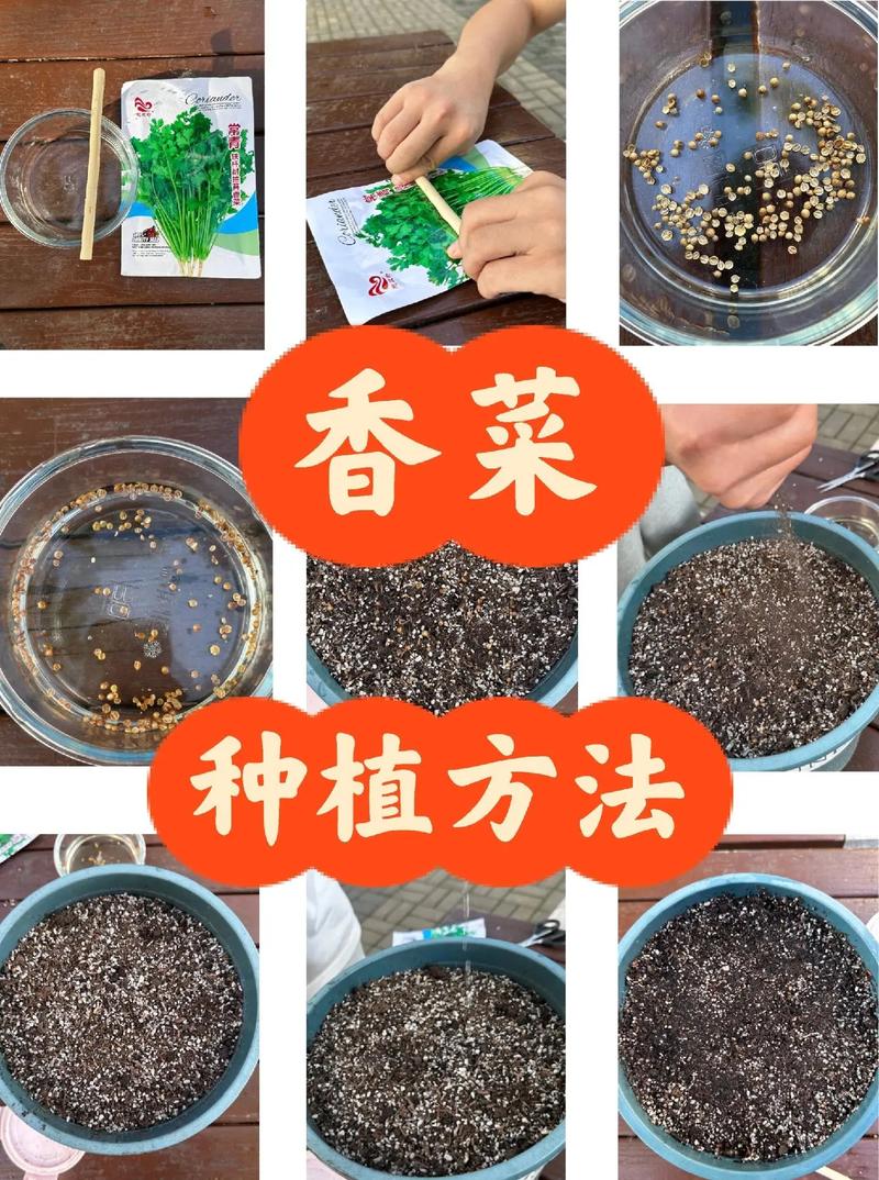 香菜怎样种植（香菜怎样种植与管理）-第1张图片-多多自然网