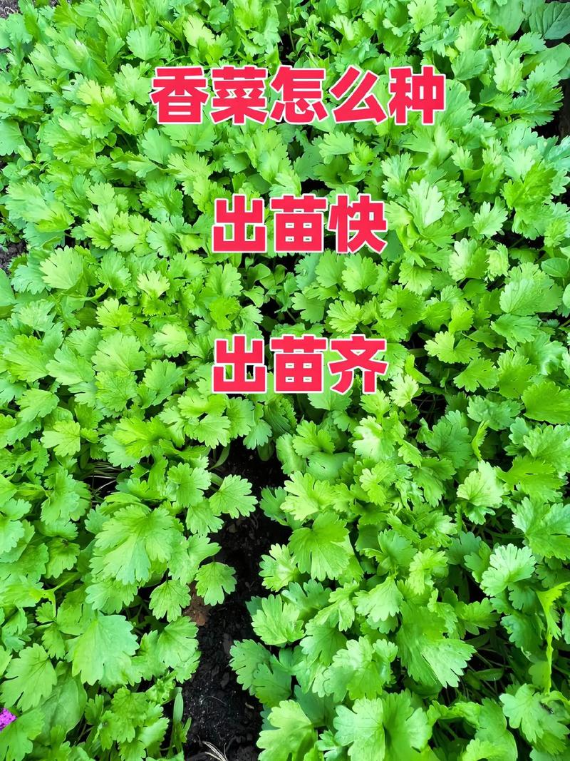 香菜怎样种植（香菜怎样种植与管理）-第3张图片-多多自然网