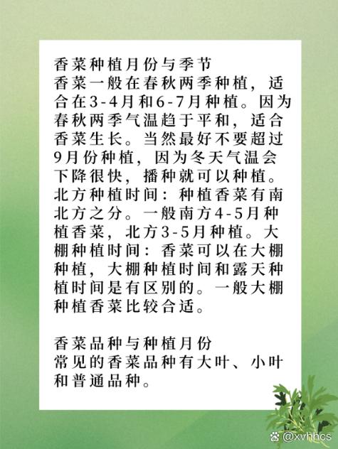 香菜怎样种植（香菜怎样种植与管理）-第5张图片-多多自然网