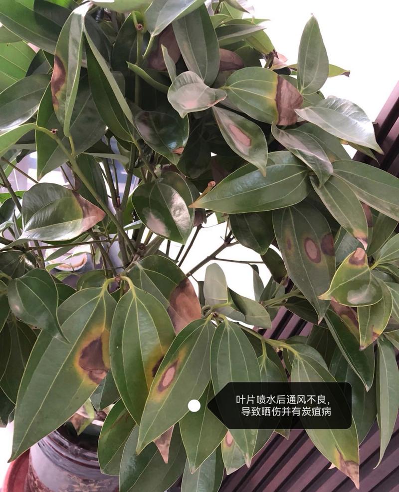 平安树的叶子怎么养绿（平安树叶子怎么保养）-第3张图片-多多自然网