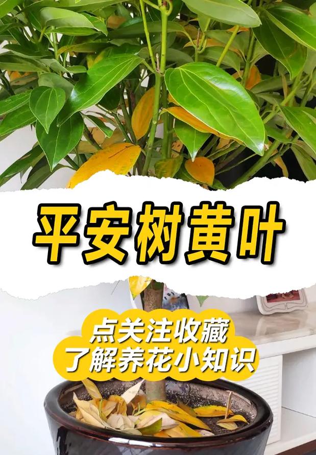 平安树的叶子怎么养绿（平安树叶子怎么保养）-第4张图片-多多自然网
