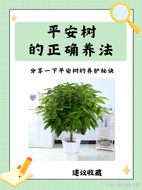 平安树的叶子怎么养绿（平安树叶子怎么保养）-第6张图片-多多自然网