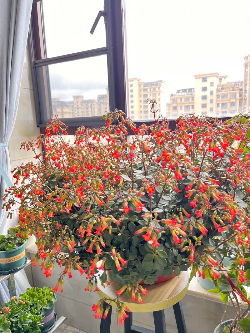 宫灯长寿花怎么修剪(宫灯长寿花怎么养视频)-第2张图片-多多自然网 宫灯长寿花怎么修剪(宫灯长寿花怎么养视频)-第2张图片-多多自然网