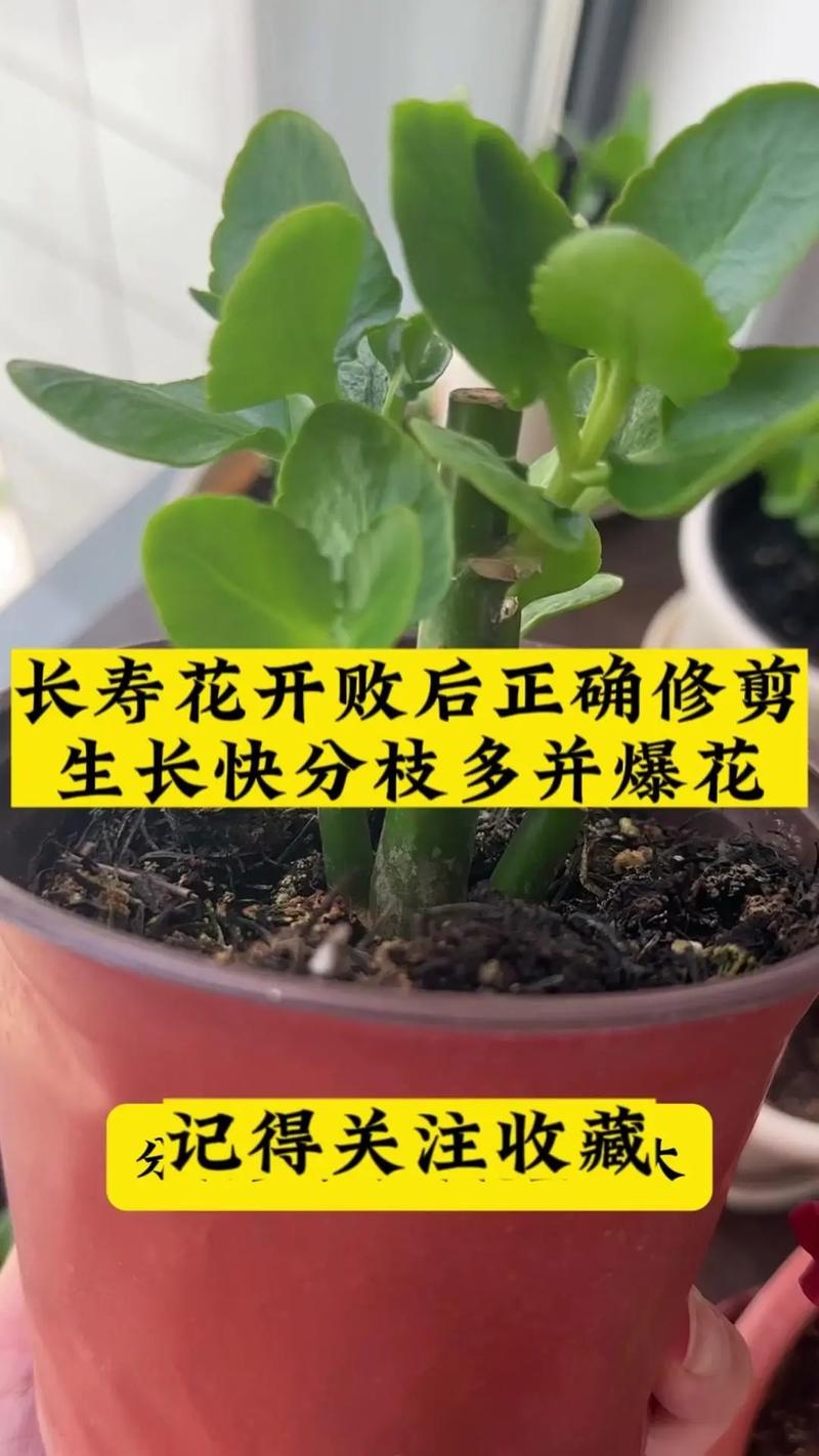 宫灯长寿花怎么修剪(宫灯长寿花怎么养视频)-第5张图片-多多自然网 宫灯长寿花怎么修剪(宫灯长寿花怎么养视频)-第5张图片-多多自然网