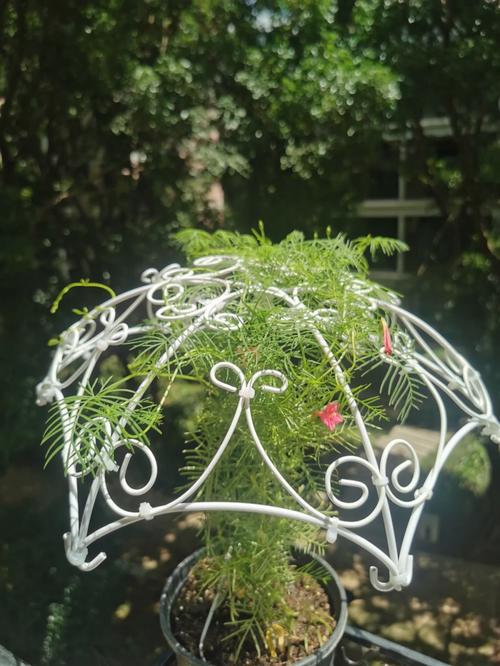 给花撑把太阳伞(给花撑把太阳伞图片)-第5张图片-多多自然网 给花撑把太阳伞(给花撑把太阳伞图片)-第5张图片-多多自然网
