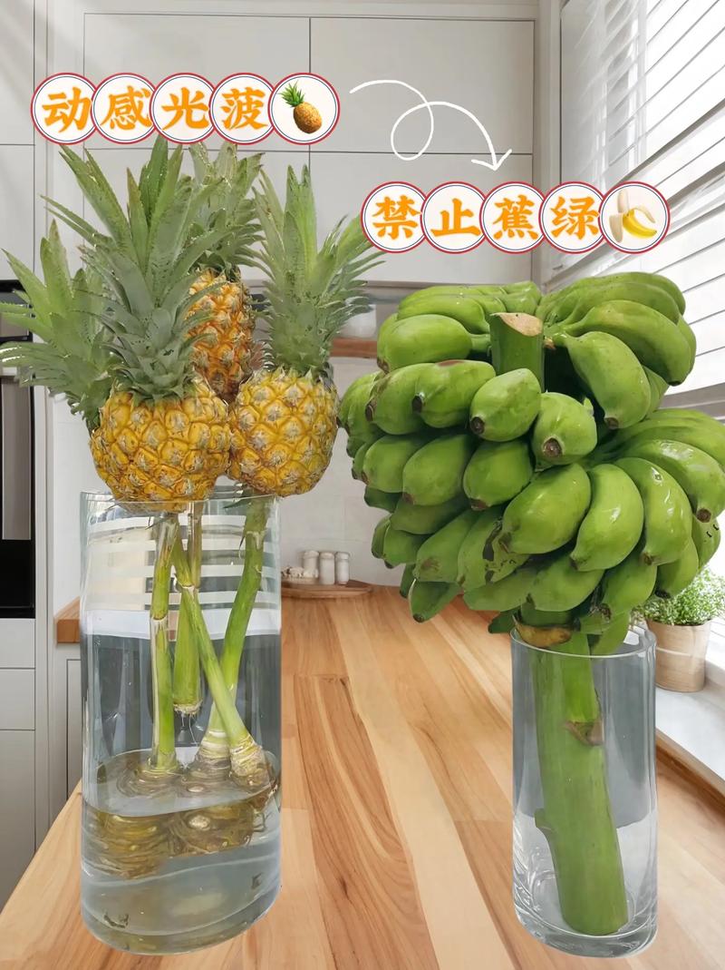 菠萝花怎么养(菠萝花怎么养在水里)-第1张图片-多多自然网 菠萝花怎么养(菠萝花怎么养在水里)-第1张图片-多多自然网