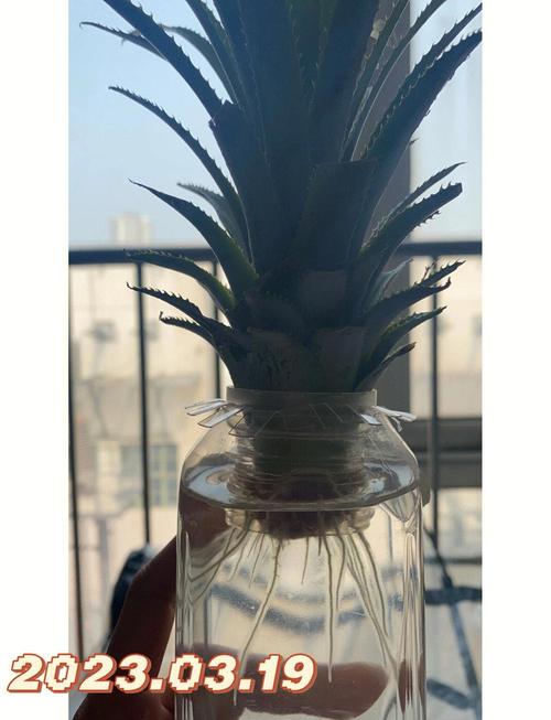 菠萝花怎么养(菠萝花怎么养在水里)-第2张图片-多多自然网 菠萝花怎么养(菠萝花怎么养在水里)-第2张图片-多多自然网