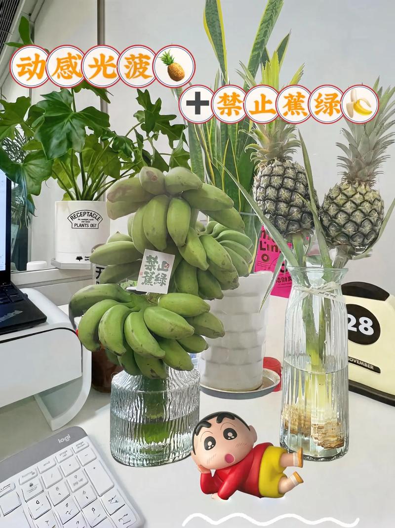 菠萝花怎么养(菠萝花怎么养在水里)-第3张图片-多多自然网 菠萝花怎么养(菠萝花怎么养在水里)-第3张图片-多多自然网