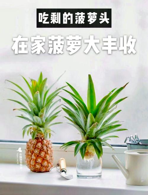 菠萝花怎么养(菠萝花怎么养在水里)-第5张图片-多多自然网 菠萝花怎么养(菠萝花怎么养在水里)-第5张图片-多多自然网