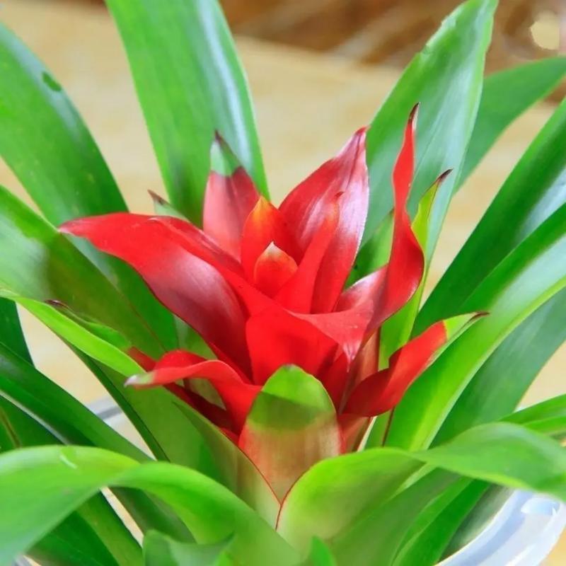 菠萝花怎么养(菠萝花怎么养在水里)-第6张图片-多多自然网 菠萝花怎么养(菠萝花怎么养在水里)-第6张图片-多多自然网