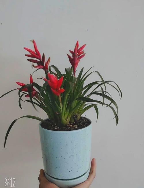 菠萝花怎么养(菠萝花怎么养在水里)-第7张图片-多多自然网 菠萝花怎么养(菠萝花怎么养在水里)-第7张图片-多多自然网