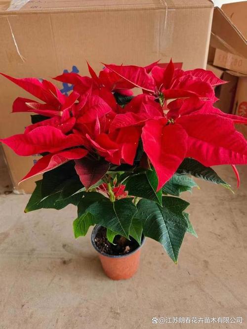 如何使一品红在元旦开花（一品红如何进行花期调节）-第6张图片-多多自然网