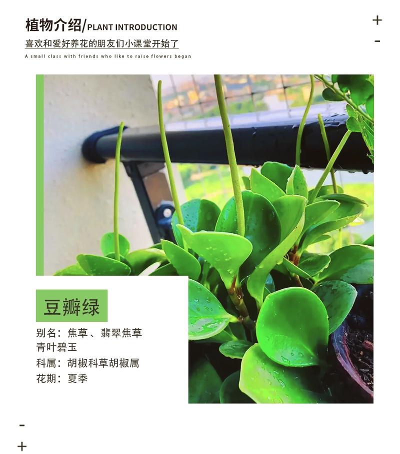 豆瓣绿怎么换盆(豆瓣绿换盆需要剪根吗)-第6张图片-多多自然网 豆瓣绿怎么换盆(豆瓣绿换盆需要剪根吗)-第6张图片-多多自然网