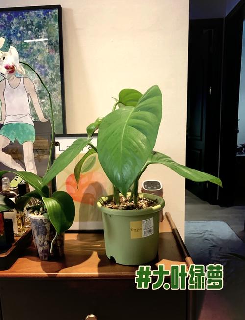 绿萝太密怎么修剪(绿萝太密怎么修剪视频)-第1张图片-多多自然网 绿萝太密怎么修剪(绿萝太密怎么修剪视频)-第1张图片-多多自然网