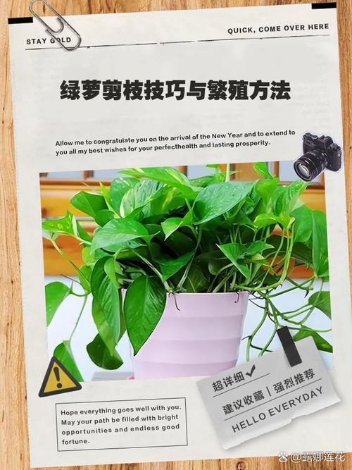 绿萝太密怎么修剪(绿萝太密怎么修剪视频)-第4张图片-多多自然网 绿萝太密怎么修剪(绿萝太密怎么修剪视频)-第4张图片-多多自然网