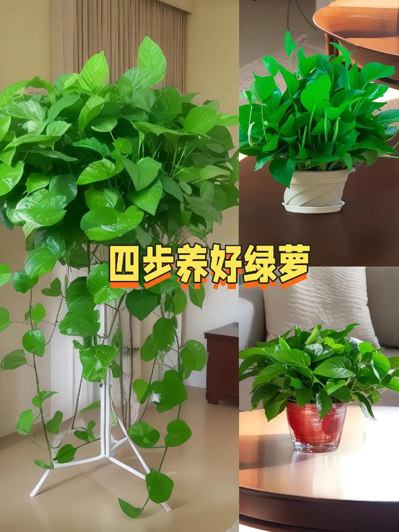 绿萝太密怎么修剪(绿萝太密怎么修剪视频)-第6张图片-多多自然网 绿萝太密怎么修剪(绿萝太密怎么修剪视频)-第6张图片-多多自然网