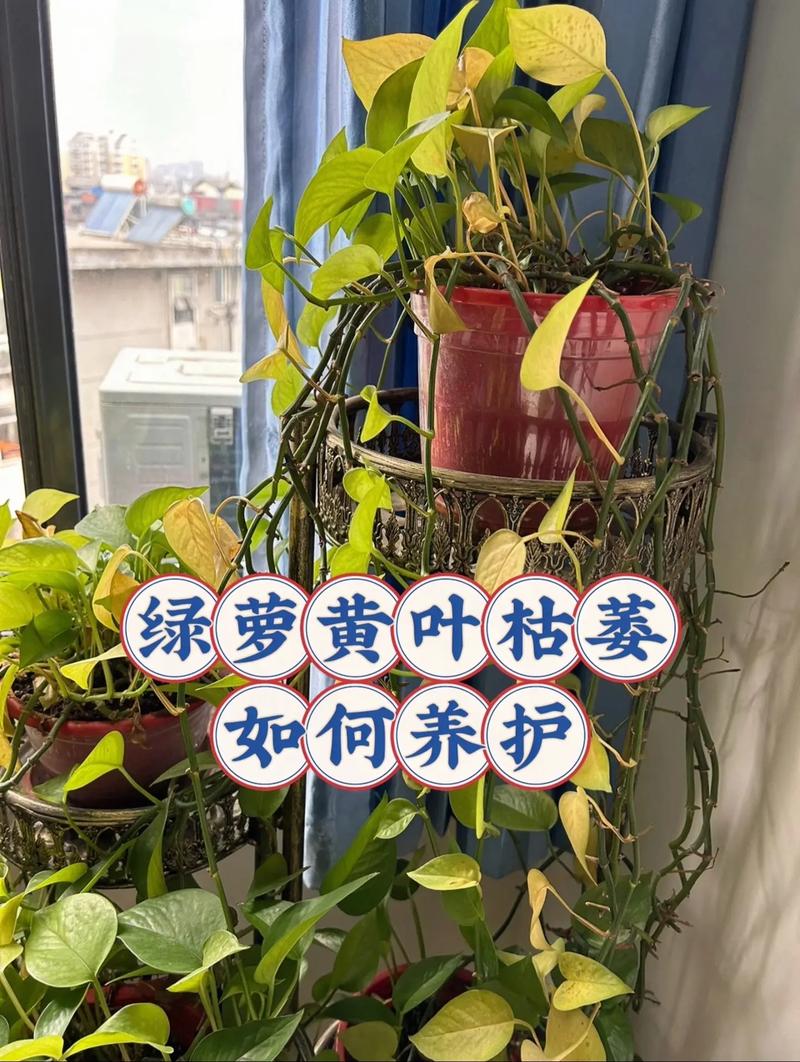 绿萝太密怎么修剪(绿萝太密怎么修剪视频)-第7张图片-多多自然网 绿萝太密怎么修剪(绿萝太密怎么修剪视频)-第7张图片-多多自然网