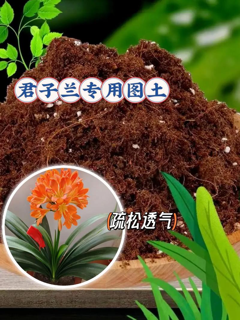 君子兰换盆用什么土好(君子兰换盆时用新买的土还是盆中原有的土?)-第1张图片-多多自然网 君子兰换盆用什么土好(君子兰换盆时用新买的土还是盆中原有的土?)-第1张图片-多多自然网
