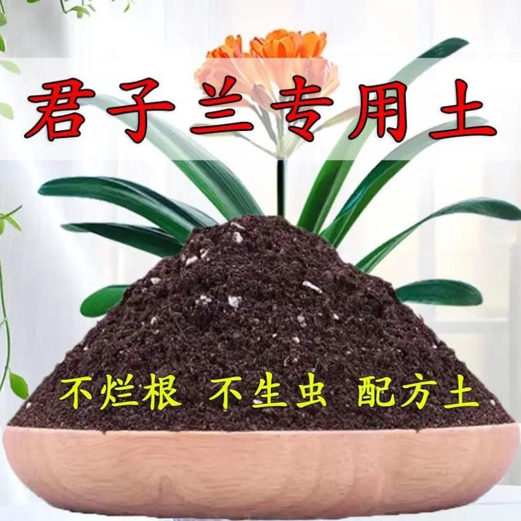 君子兰换盆用什么土好(君子兰换盆时用新买的土还是盆中原有的土?)-第3张图片-多多自然网 君子兰换盆用什么土好(君子兰换盆时用新买的土还是盆中原有的土?)-第3张图片-多多自然网