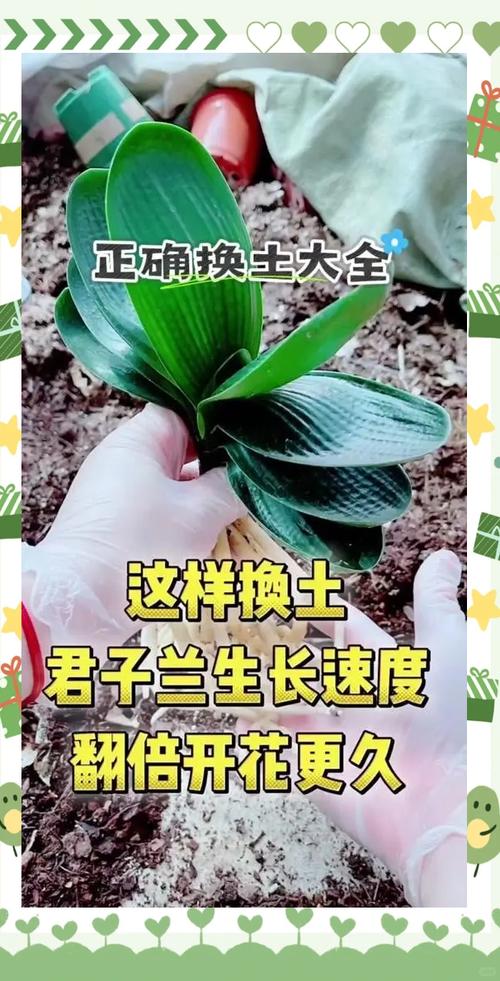 君子兰换盆用什么土好(君子兰换盆时用新买的土还是盆中原有的土?)-第4张图片-多多自然网 君子兰换盆用什么土好(君子兰换盆时用新买的土还是盆中原有的土?)-第4张图片-多多自然网