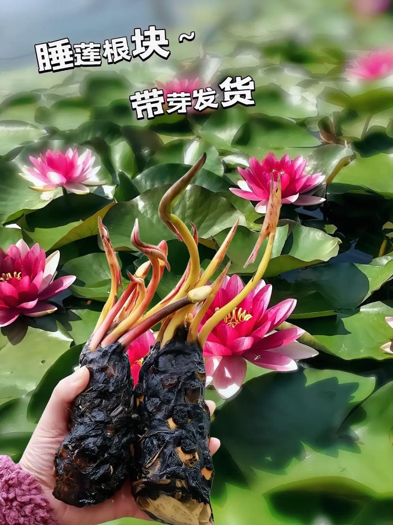 给花浇点废水(给花浇点废水什么意思)-第3张图片-多多自然网 给花浇点废水(给花浇点废水什么意思)-第3张图片-多多自然网