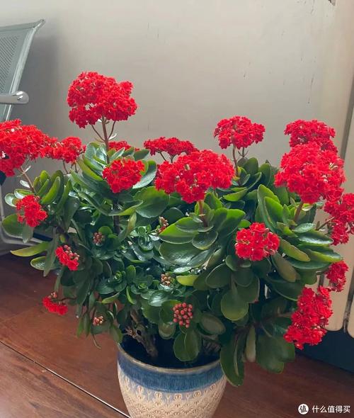 给花浇点废水(给花浇点废水什么意思)-第4张图片-多多自然网 给花浇点废水(给花浇点废水什么意思)-第4张图片-多多自然网