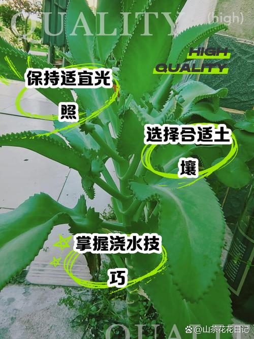 落地生根秋天怎么养(落地生根的养护)-第1张图片-多多自然网 落地生根秋天怎么养(落地生根的养护)-第1张图片-多多自然网
