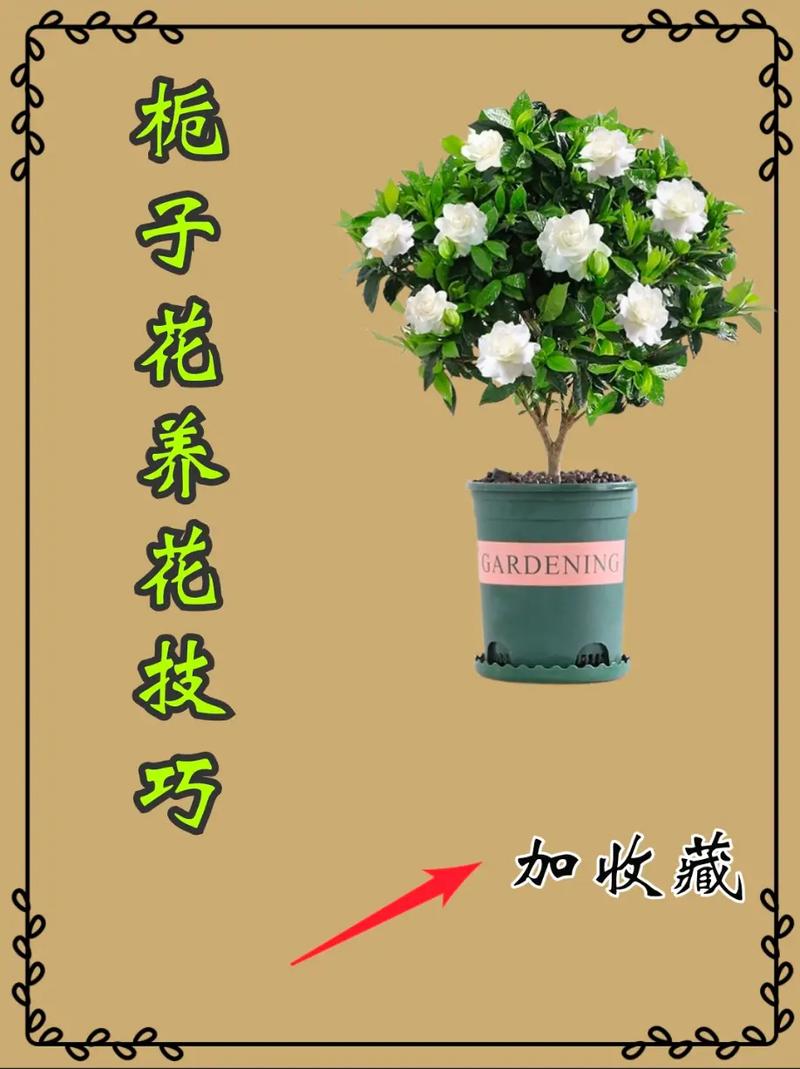 栀子花怎么养(栀子花怎么养才长得好)-第1张图片-多多自然网 栀子花怎么养(栀子花怎么养才长得好)-第1张图片-多多自然网
