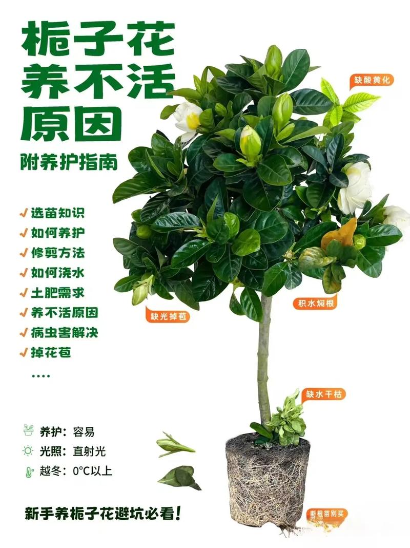 栀子花怎么养(栀子花怎么养才长得好)-第2张图片-多多自然网 栀子花怎么养(栀子花怎么养才长得好)-第2张图片-多多自然网