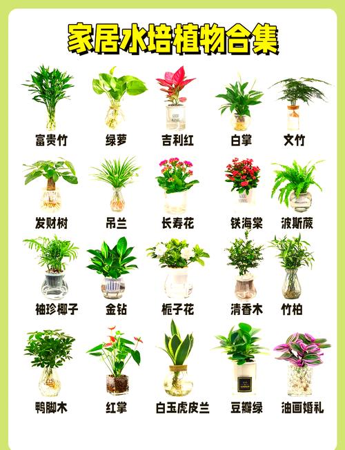 鸭脚木可以用啤酒浇吗(鸭爪木能浇啤酒吗)-第1张图片-多多自然网 鸭脚木可以用啤酒浇吗(鸭爪木能浇啤酒吗)-第1张图片-多多自然网