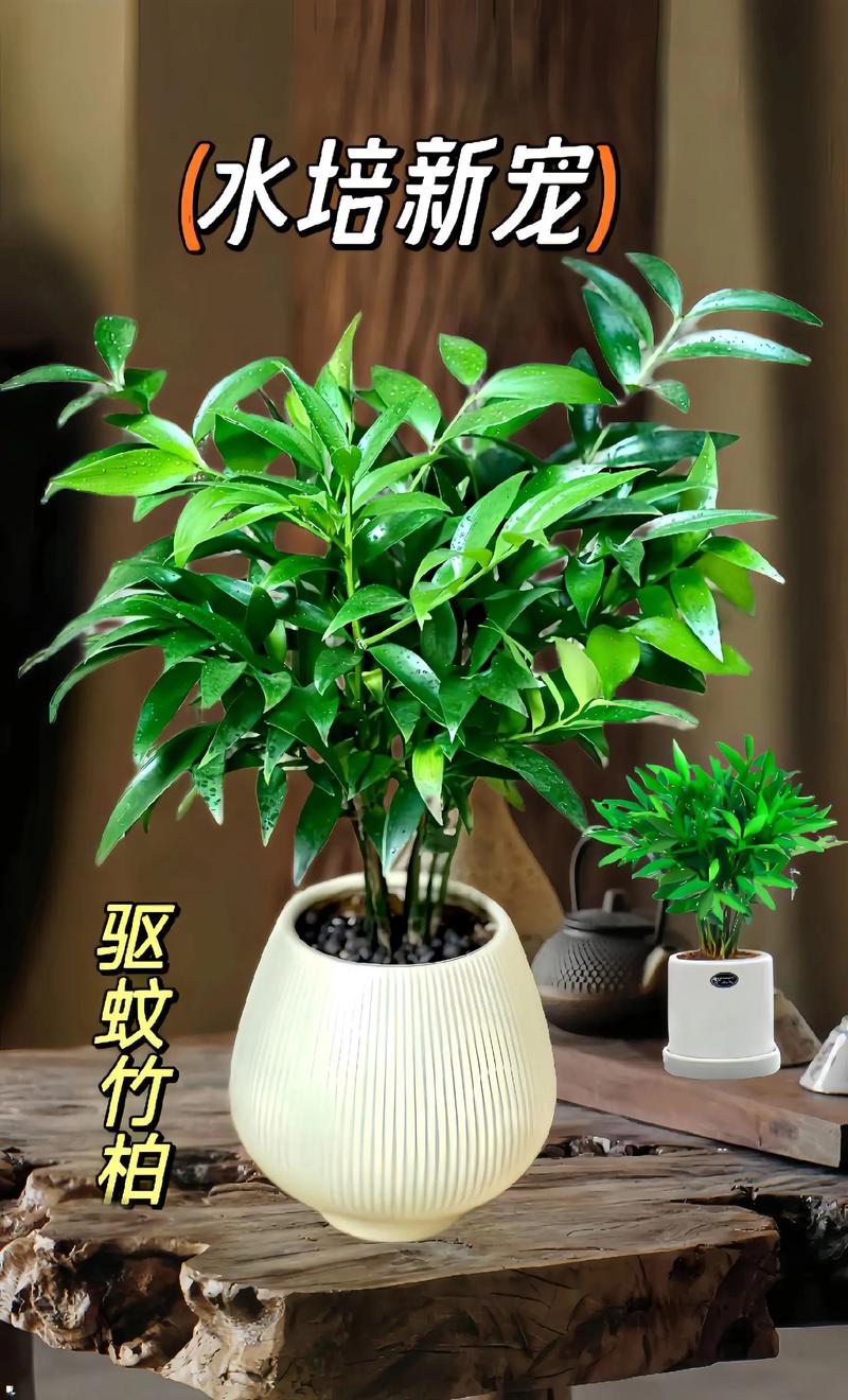 鸭脚木可以用啤酒浇吗(鸭爪木能浇啤酒吗)-第4张图片-多多自然网 鸭脚木可以用啤酒浇吗(鸭爪木能浇啤酒吗)-第4张图片-多多自然网