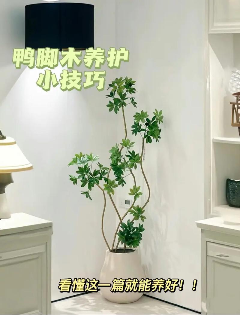 鸭脚木可以用啤酒浇吗(鸭爪木能浇啤酒吗)-第5张图片-多多自然网 鸭脚木可以用啤酒浇吗(鸭爪木能浇啤酒吗)-第5张图片-多多自然网
