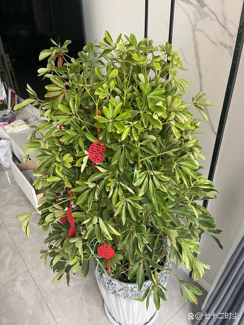 鸭脚木可以用啤酒浇吗(鸭爪木能浇啤酒吗)-第6张图片-多多自然网 鸭脚木可以用啤酒浇吗(鸭爪木能浇啤酒吗)-第6张图片-多多自然网