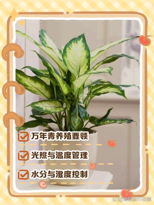 鸭脚木可以用啤酒浇吗(鸭爪木能浇啤酒吗)-第7张图片-多多自然网 鸭脚木可以用啤酒浇吗(鸭爪木能浇啤酒吗)-第7张图片-多多自然网