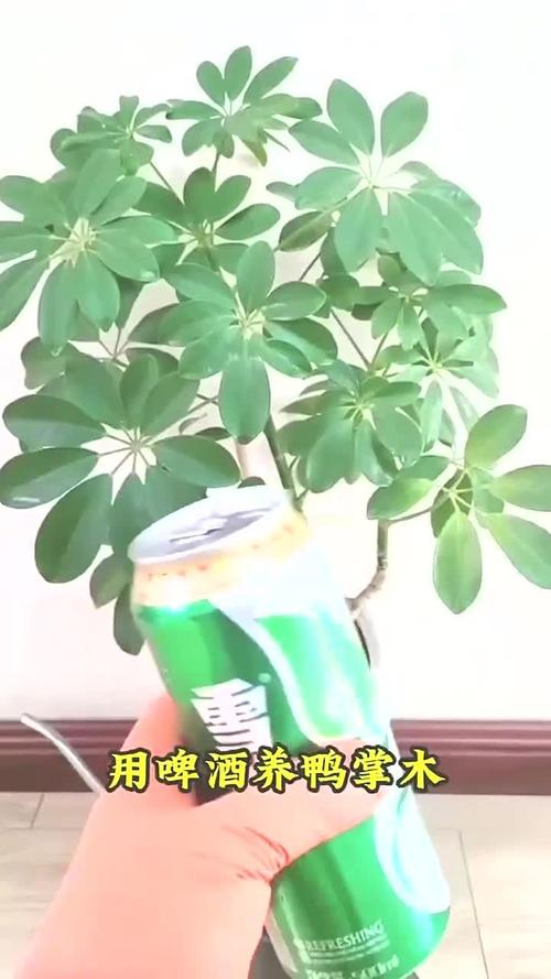 鸭脚木可以用啤酒浇吗(鸭爪木能浇啤酒吗)-第8张图片-多多自然网 鸭脚木可以用啤酒浇吗(鸭爪木能浇啤酒吗)-第8张图片-多多自然网