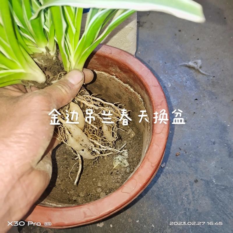 吊兰用什么盆养(吊兰用什么盆养比较好)-第3张图片-多多自然网 吊兰用什么盆养(吊兰用什么盆养比较好)-第3张图片-多多自然网