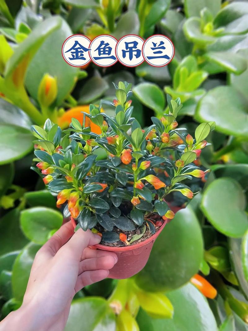 吊兰用什么盆养(吊兰用什么盆养比较好)-第5张图片-多多自然网 吊兰用什么盆养(吊兰用什么盆养比较好)-第5张图片-多多自然网