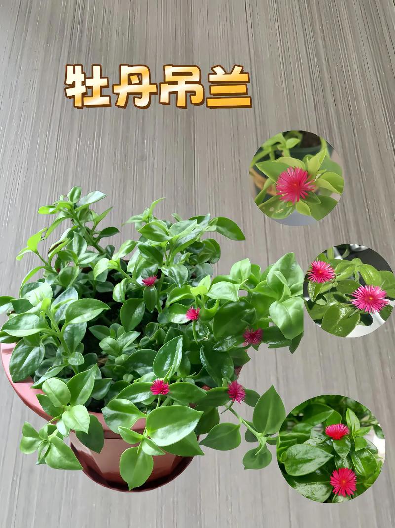 吊兰用什么盆养(吊兰用什么盆养比较好)-第6张图片-多多自然网 吊兰用什么盆养(吊兰用什么盆养比较好)-第6张图片-多多自然网