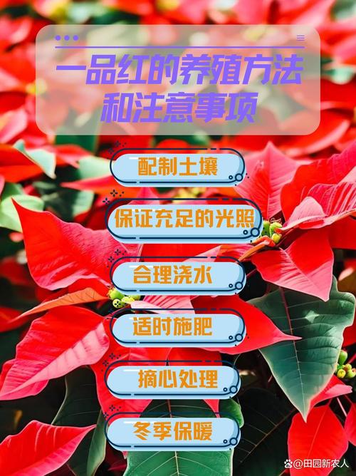 一品红怎么养（一品红怎么养开花）-第4张图片-多多自然网