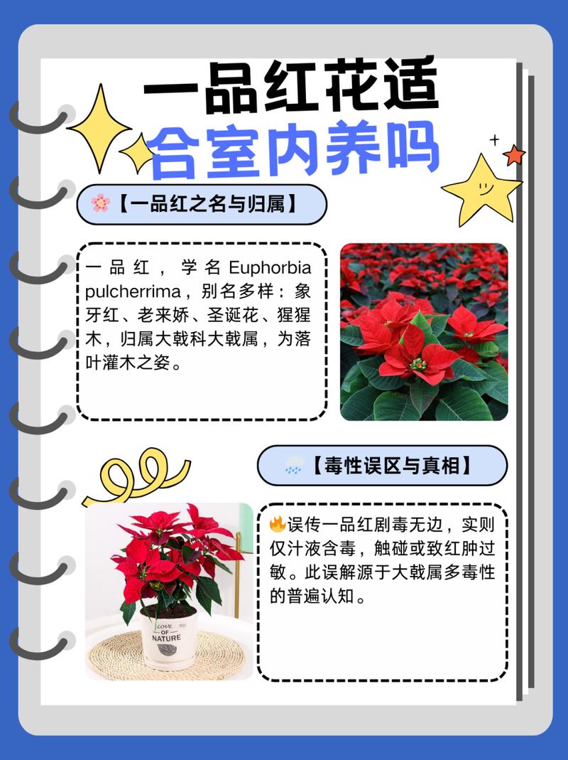 一品红怎么养（一品红怎么养开花）-第5张图片-多多自然网