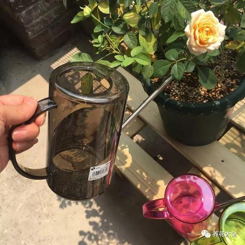 给花吃粒消食片(消食片有助于消化吗)-第6张图片-多多自然网 给花吃粒消食片(消食片有助于消化吗)-第6张图片-多多自然网