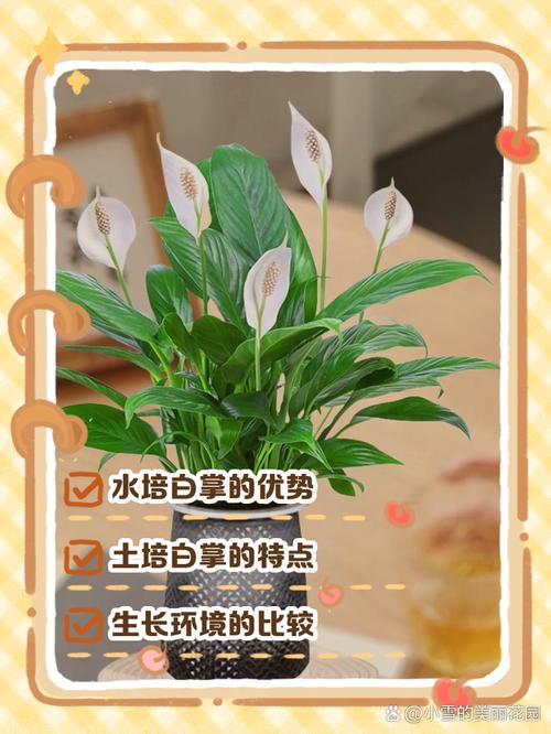 白掌水培好还是土培好(白掌水培是换水还是加水)-第3张图片-多多自然网 白掌水培好还是土培好(白掌水培是换水还是加水)-第3张图片-多多自然网