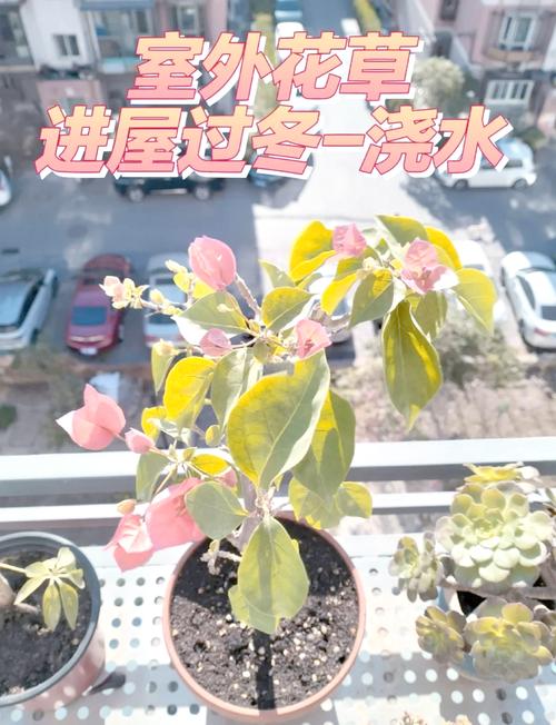 蟹爪兰长寿···只用1杯水(蟹爪兰要多浇水还是少浇水)-第2张图片-多多自然网 蟹爪兰长寿···只用1杯水(蟹爪兰要多浇水还是少浇水)-第2张图片-多多自然网