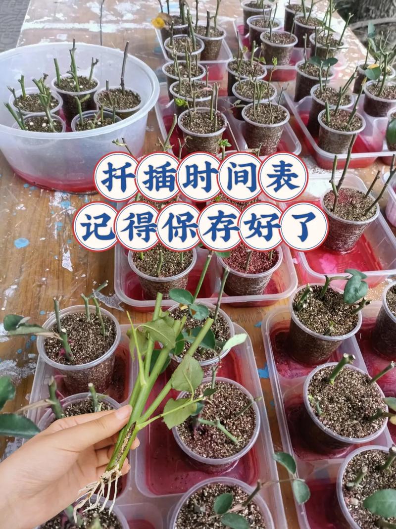蟹爪兰长寿···只用1杯水(蟹爪兰要多浇水还是少浇水)-第4张图片-多多自然网 蟹爪兰长寿···只用1杯水(蟹爪兰要多浇水还是少浇水)-第4张图片-多多自然网