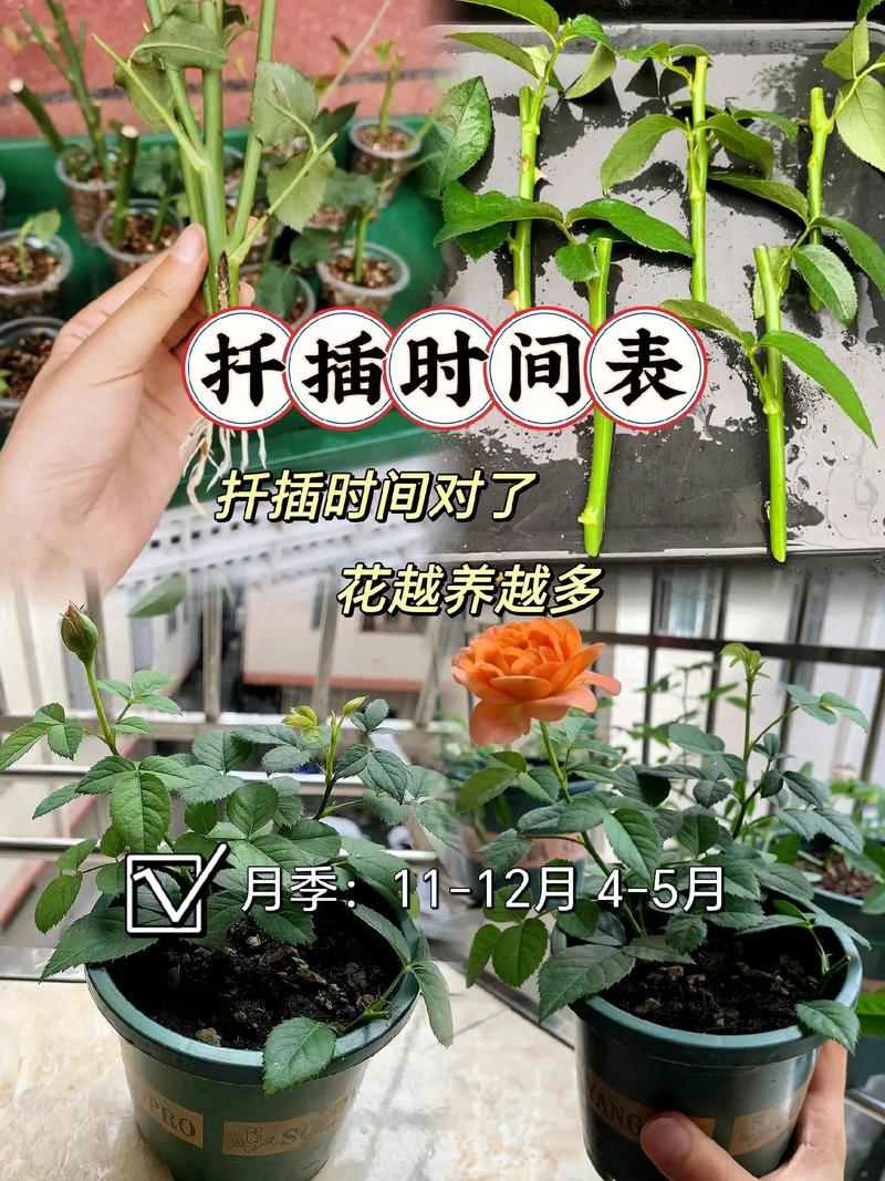 蟹爪兰长寿···只用1杯水(蟹爪兰要多浇水还是少浇水)-第5张图片-多多自然网 蟹爪兰长寿···只用1杯水(蟹爪兰要多浇水还是少浇水)-第5张图片-多多自然网