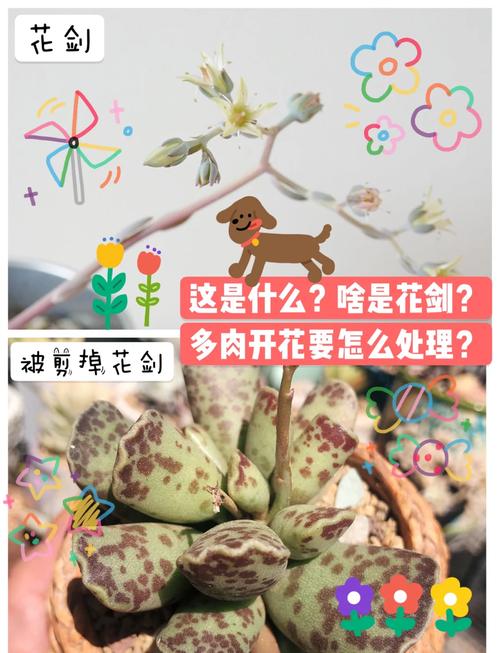 多肉开花了要剪掉吗(紫乐多肉开花了要剪掉吗)-第2张图片-多多自然网 多肉开花了要剪掉吗(紫乐多肉开花了要剪掉吗)-第2张图片-多多自然网